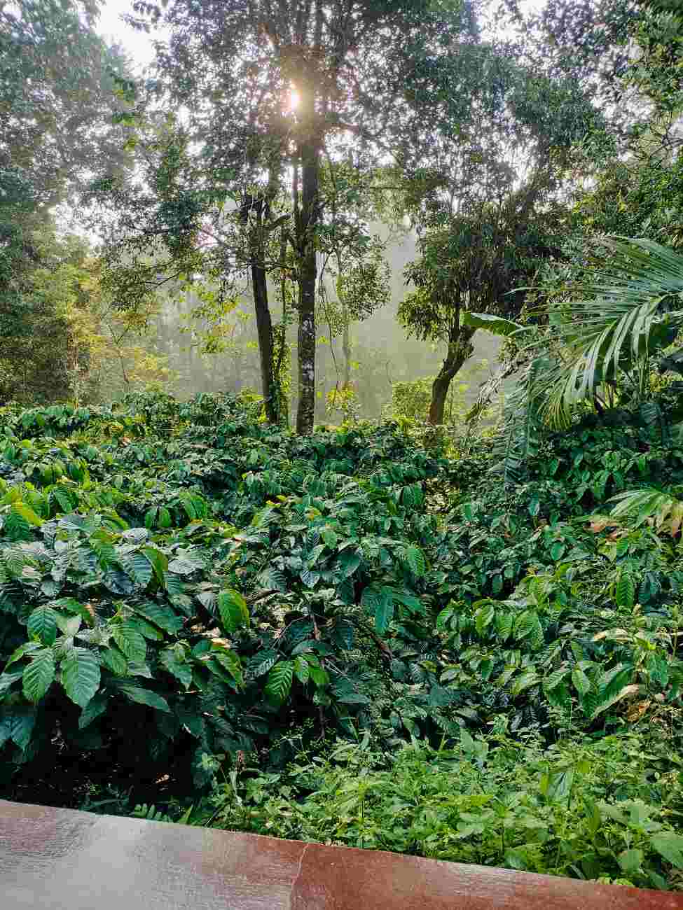 Natural surroundings view 8